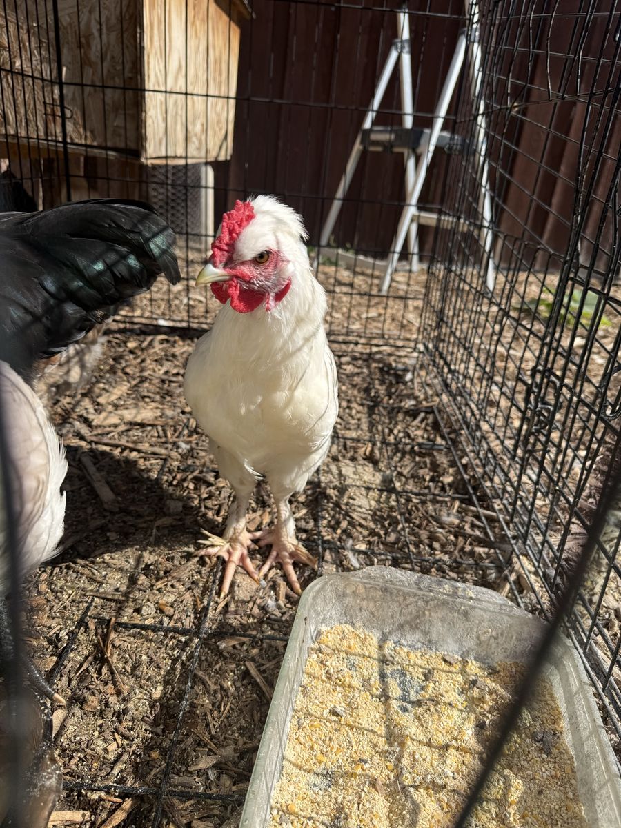 Roosters