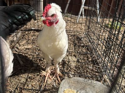 Roosters