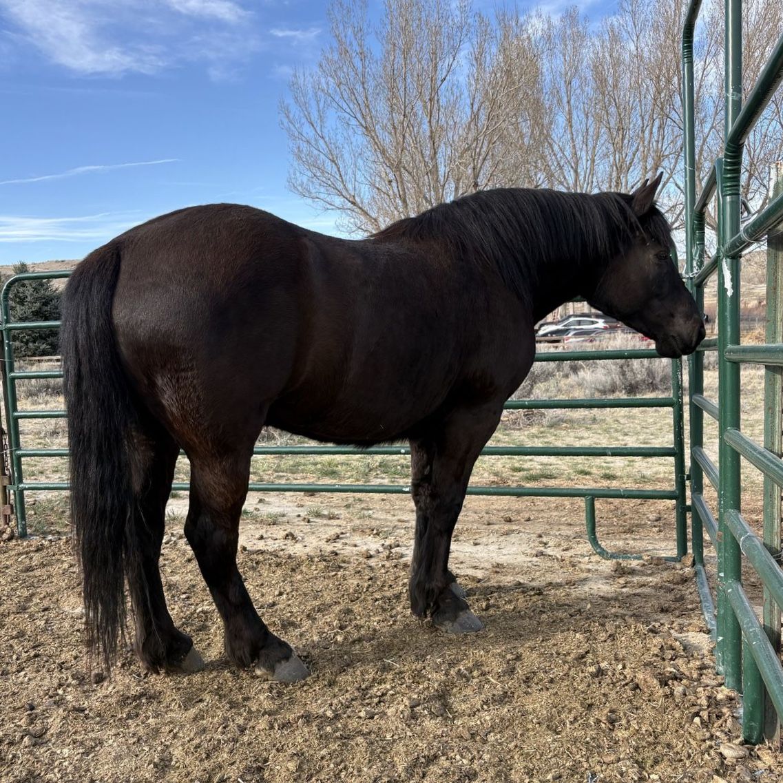 2021 Perch/Halflinger Cross Mare!