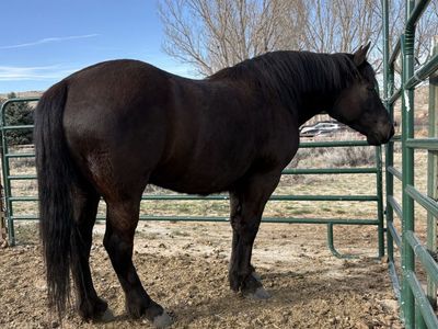 2021 Perch/Halflinger Cross Mare!