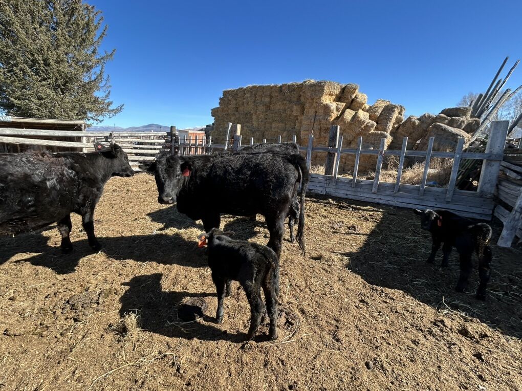 8 Mixed Angus Heifer Pairs For Sale