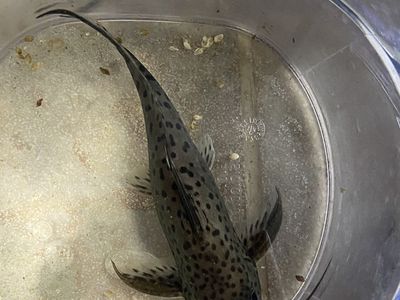 Catfish