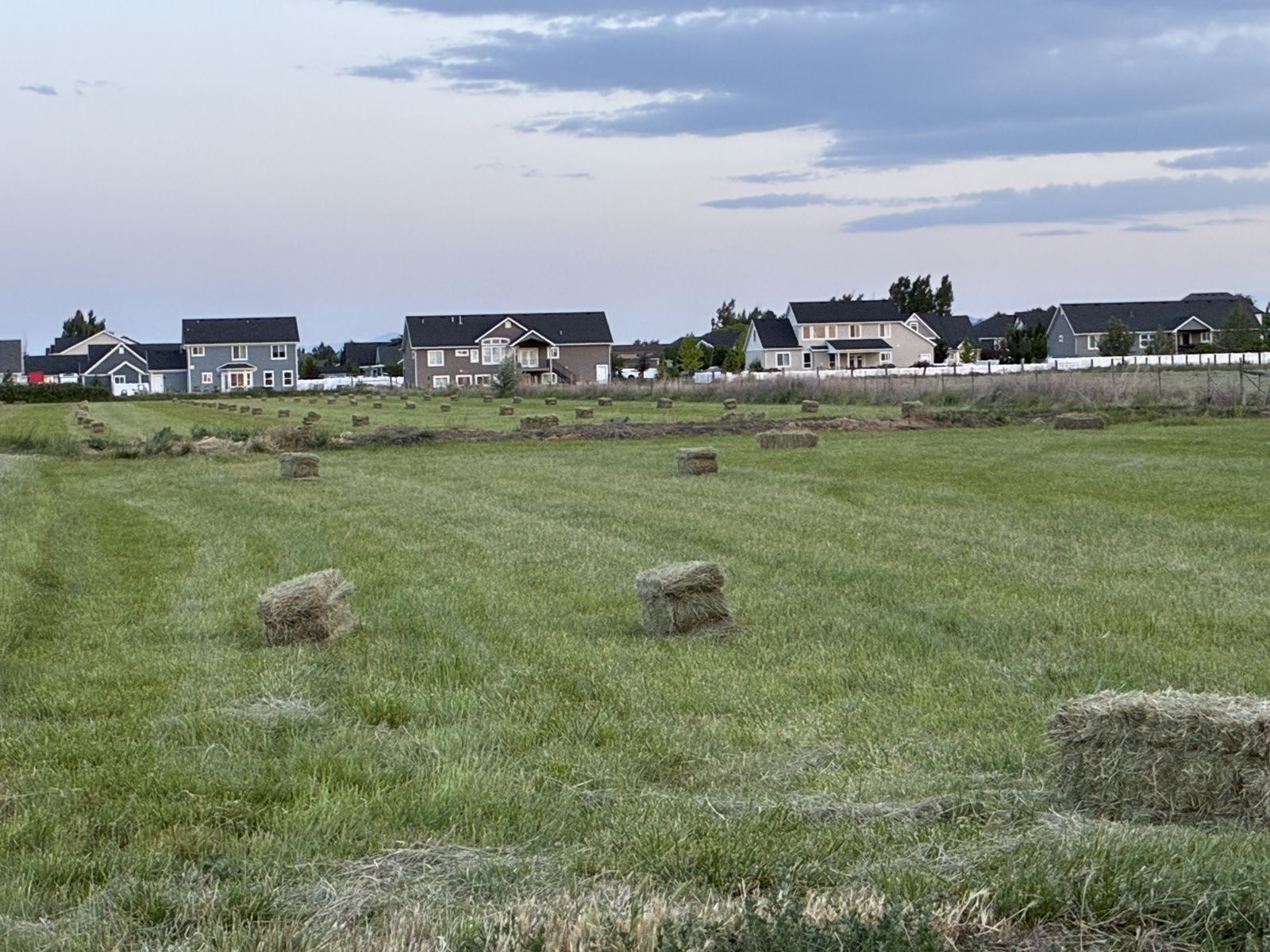 Small bales of grass