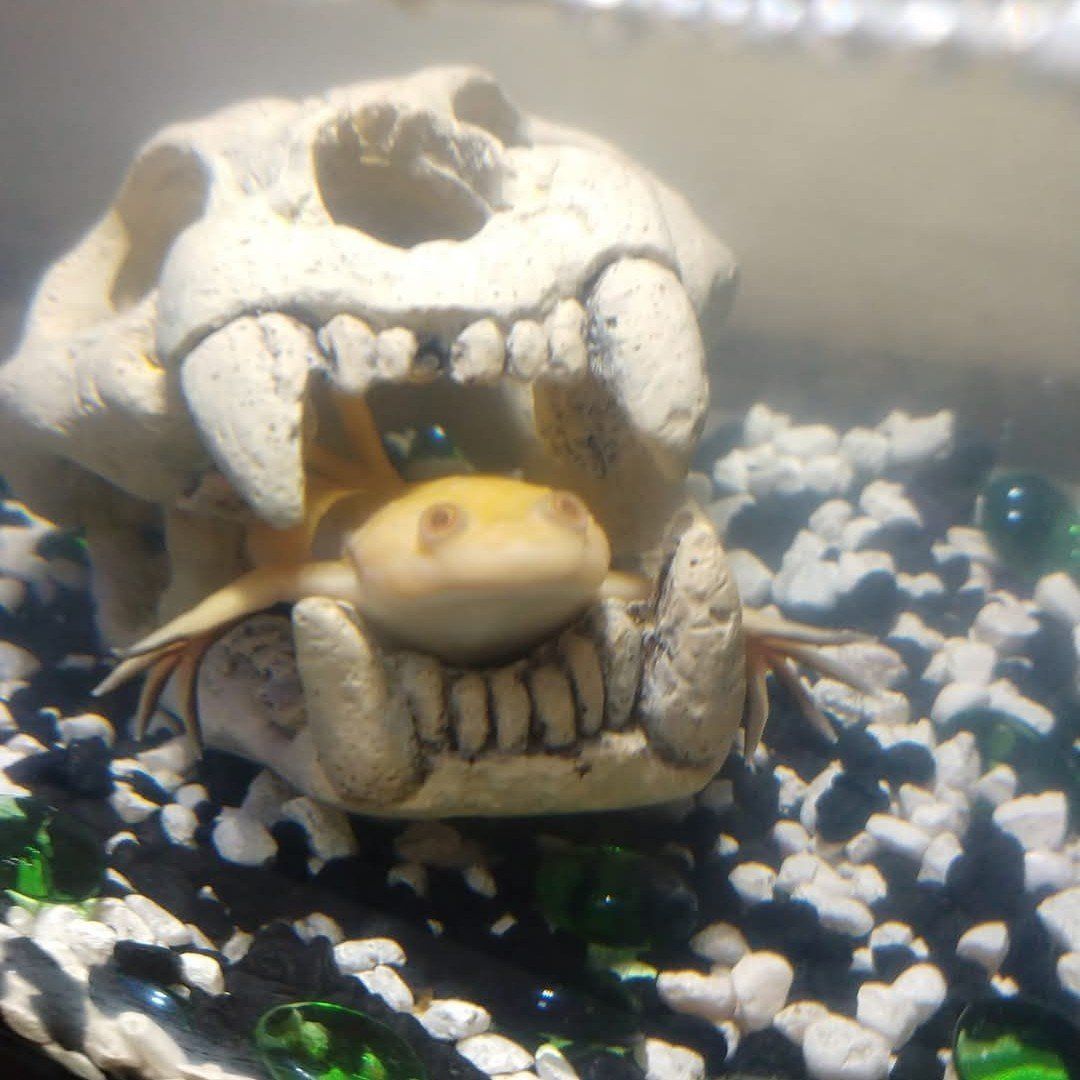 African Clawed Albino Frog