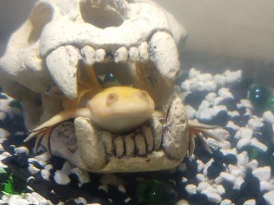 African Clawed Albino Frog