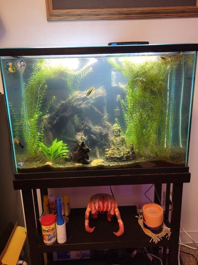 Aquarium 29 Gallon Fish Tank and Stand with Filter, Decorations, and Accessories