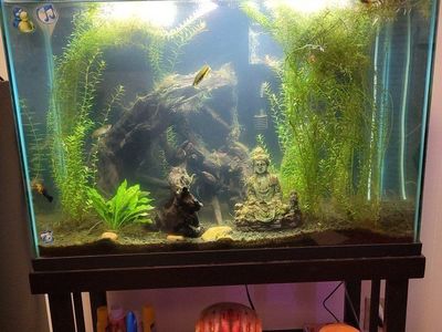 Aquarium 29 Gallon Fish Tank and Stand with Filter, Decorations, and Accessories