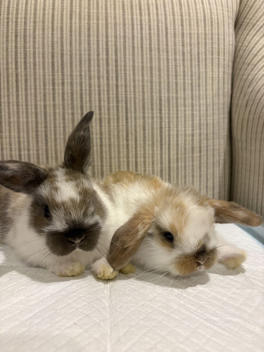 Baby Holland Lop bucks