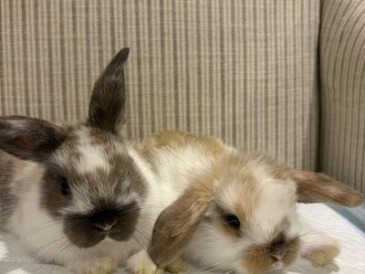 Baby Holland Lop bucks