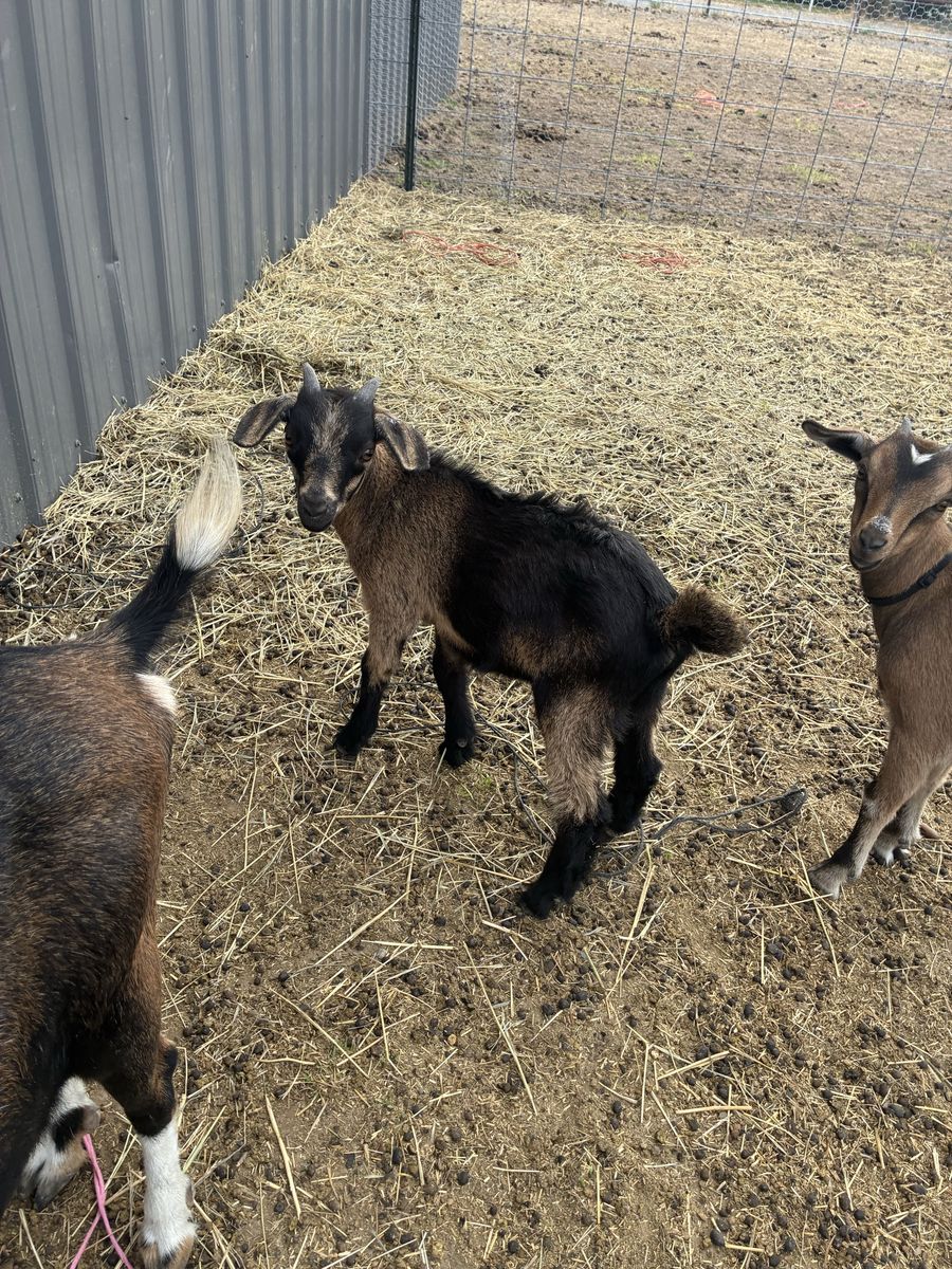 Nigerian Dwarf Buckling