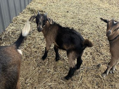 Nigerian Dwarf Buckling