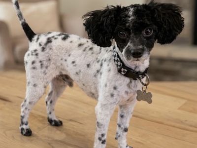 AKC Toy Poodle Stud Services - Pick of litter or $450