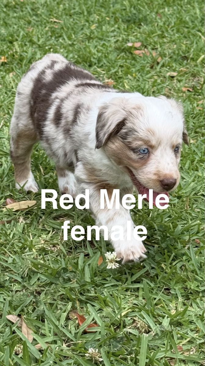 Australian Shepherd