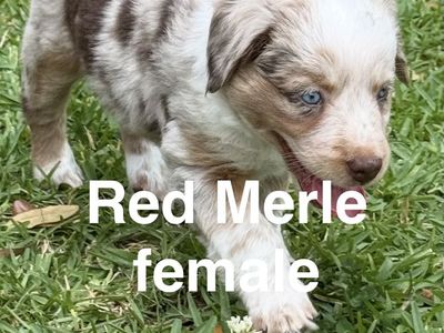 Australian Shepherd