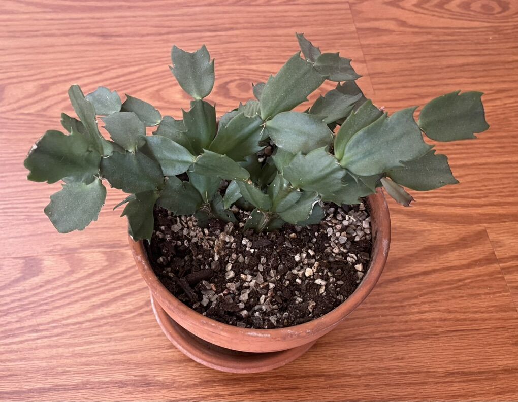 Easy Pet: Christmas Cacti nTerracotta Pot W/saucer