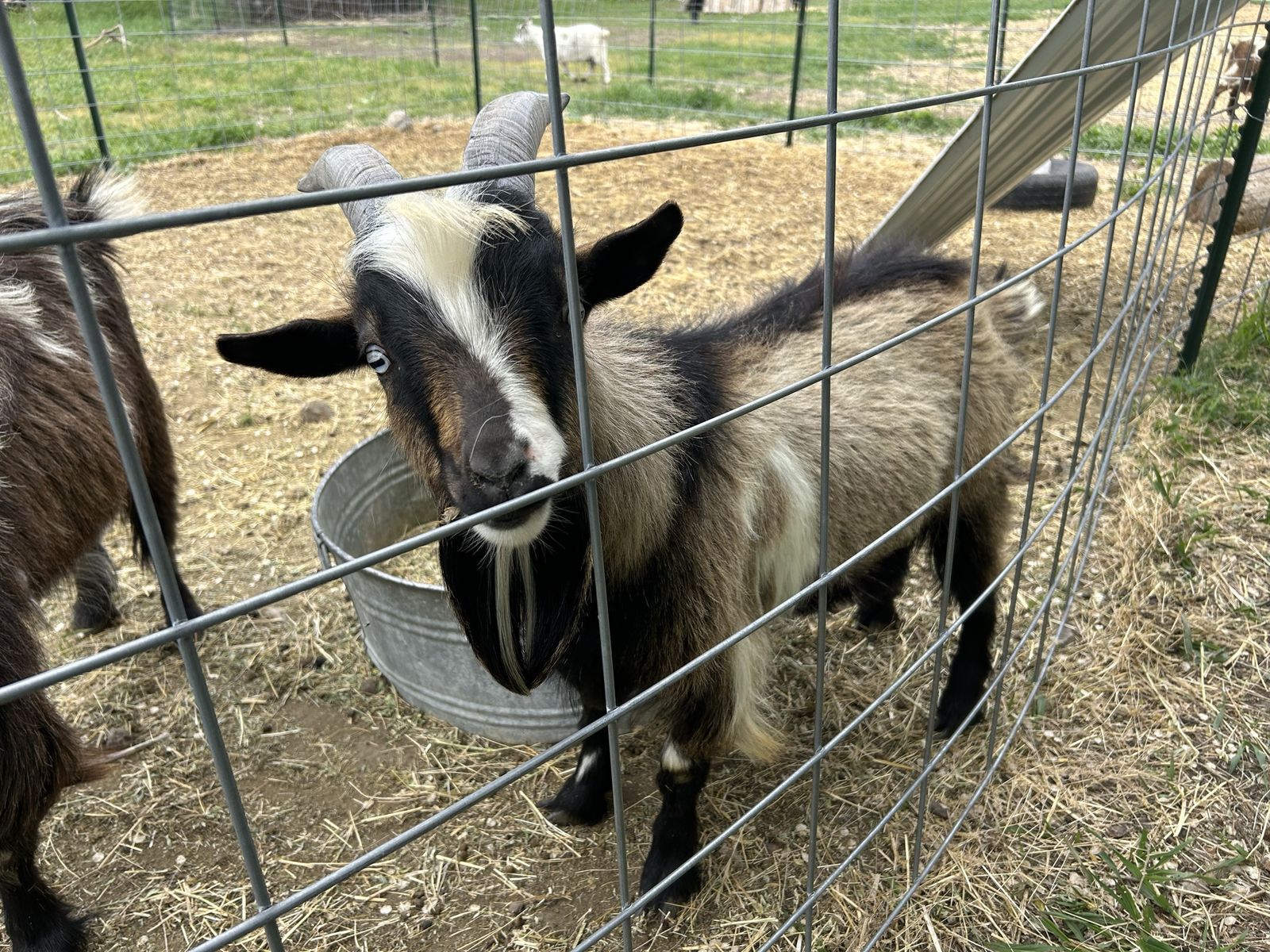 Nigerian Dwarf Buck available for Stud