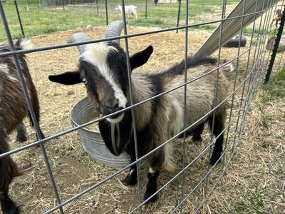 Nigerian Dwarf Buck available for Stud