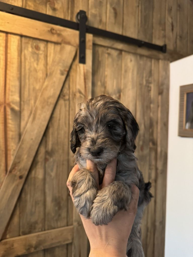 Medium Golden Doodles