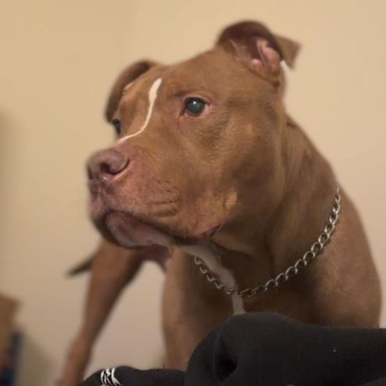 6 1/2 Year Old Pitbull