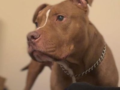 6 1/2 Year Old Pitbull