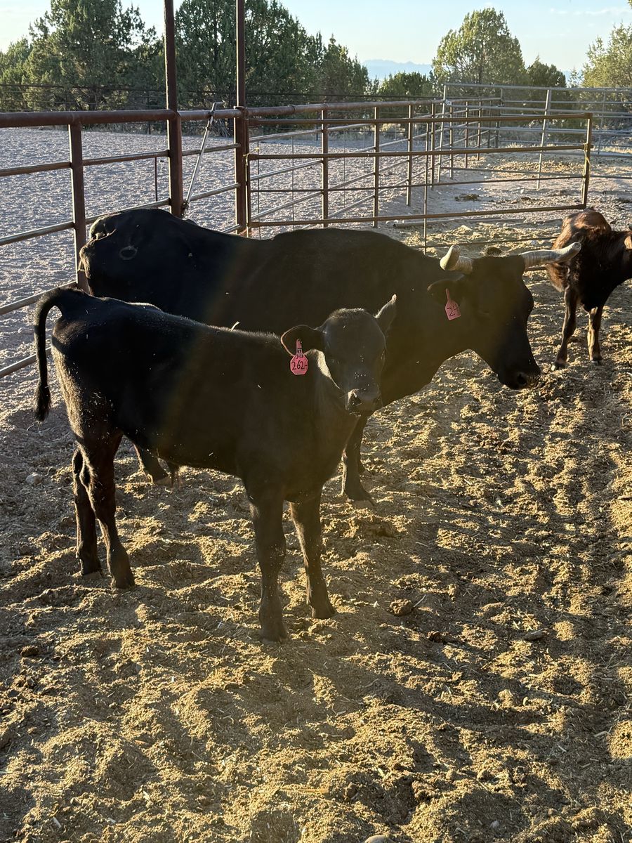 Corriente Beef Cross Pairs