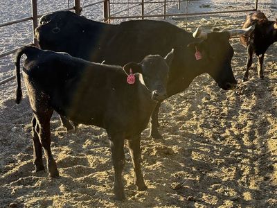 Corriente Beef Cross Pairs