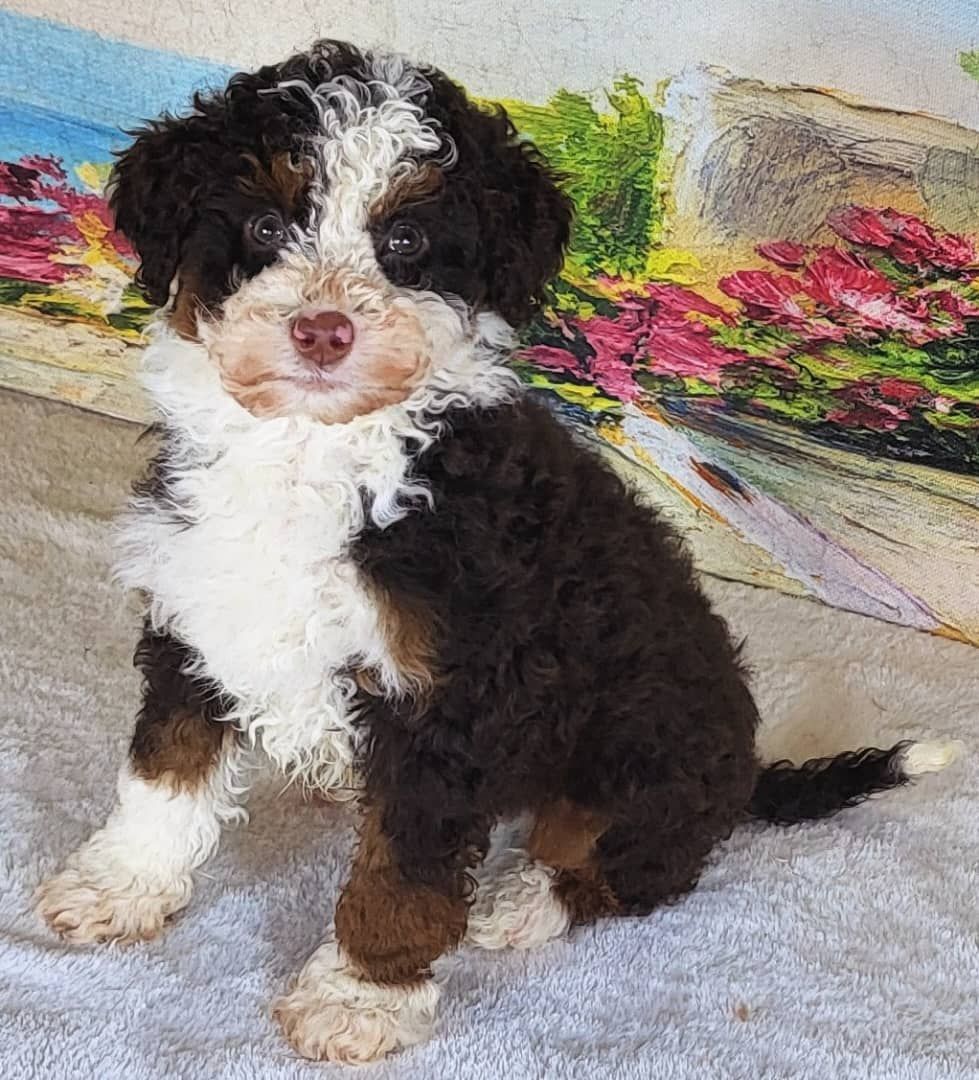 Boy Apple - Micro Bernedoodle $1500