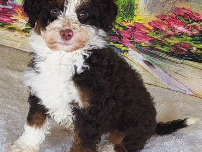 Boy Apple - Micro Bernedoodle $1500