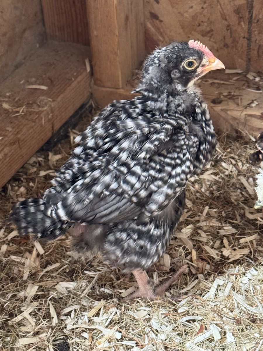 Chicken