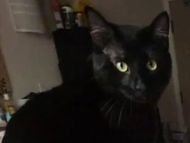 **Reward**Missing Black Cat from Greyhound bus station on 7/21 while waiting for our bus to Portland