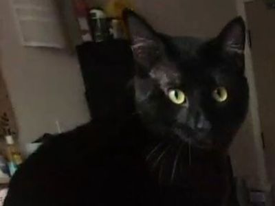 **Reward**Missing Black Cat from Greyhound bus station on 7/21 while waiting for our bus to Portland