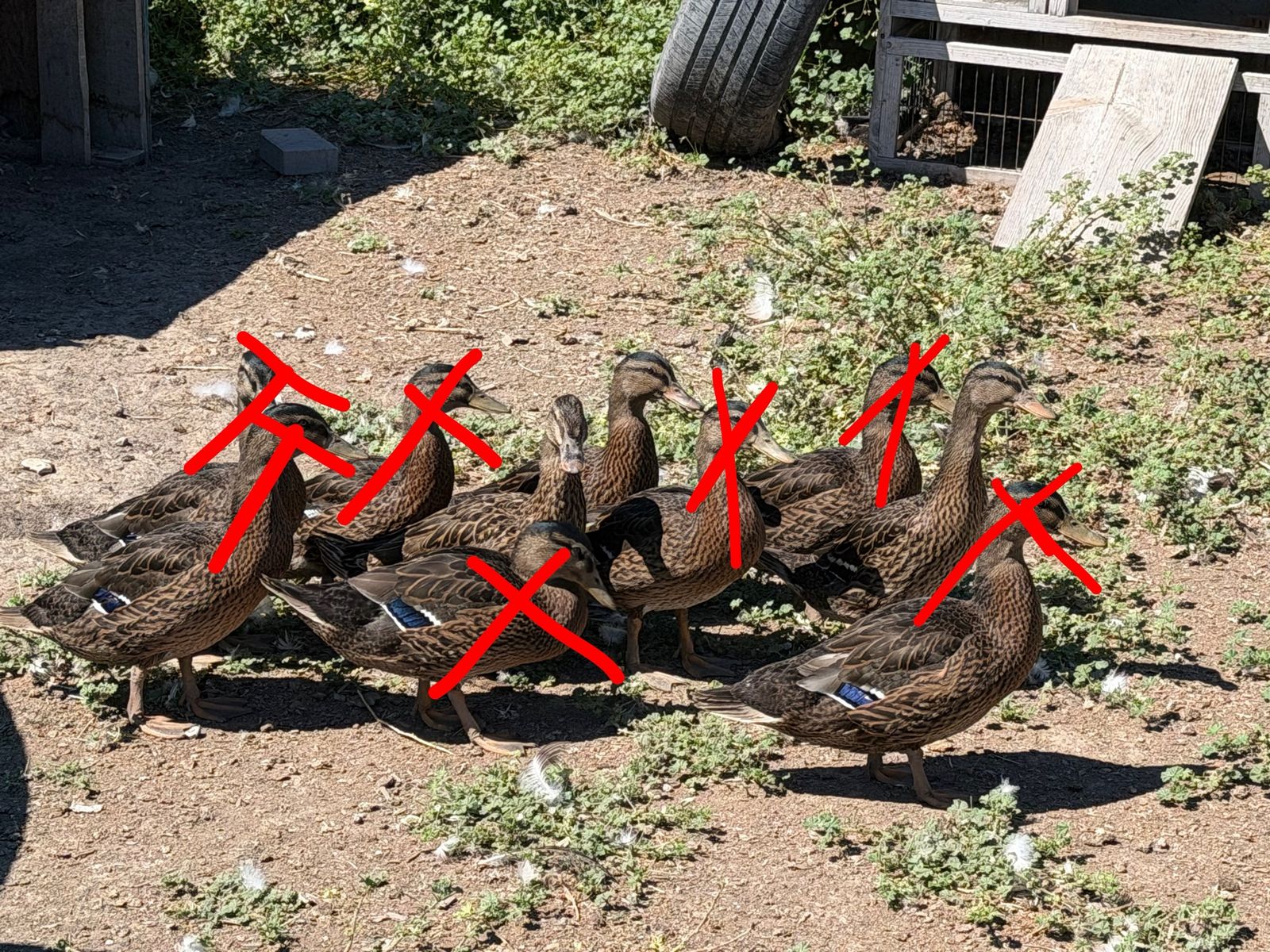 Mallard hens ducks
