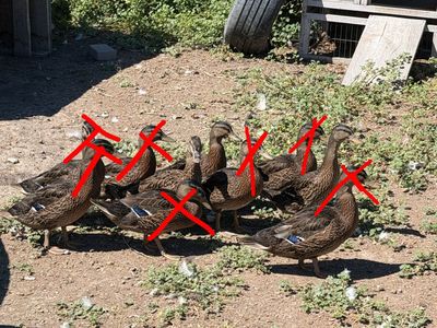 Mallard hens ducks