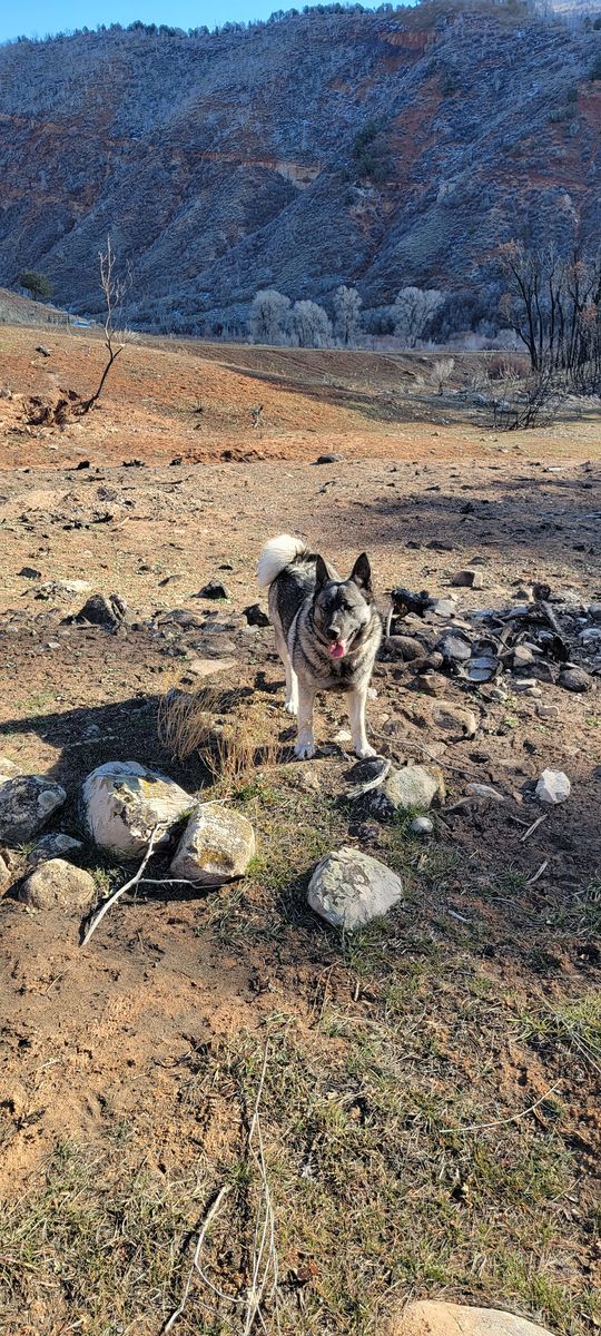 Astrid- Female purebred Norwegian Elkhound