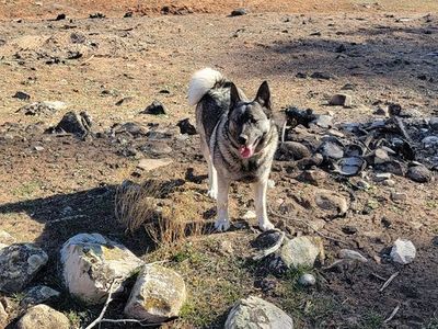 Astrid- Female purebred Norwegian Elkhound