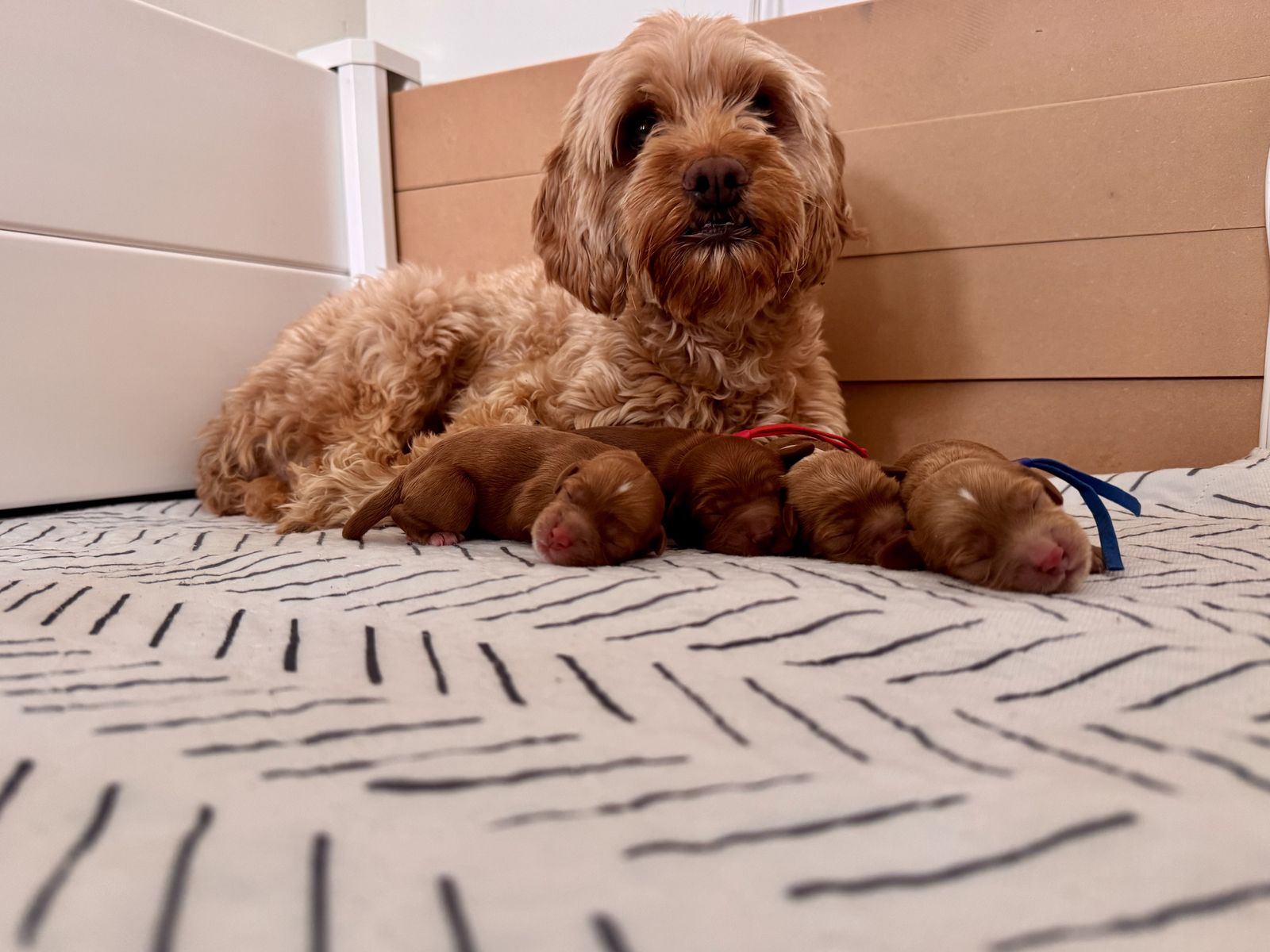 Beautiful Toy/Mini Cavapoo/Cockapoo Puppies – Phoebe & Tyson’s Second Litter