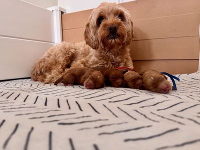 Beautiful Toy/Mini Cavapoo/Cockapoo Puppies – Phoebe & Tyson’s Second Litter