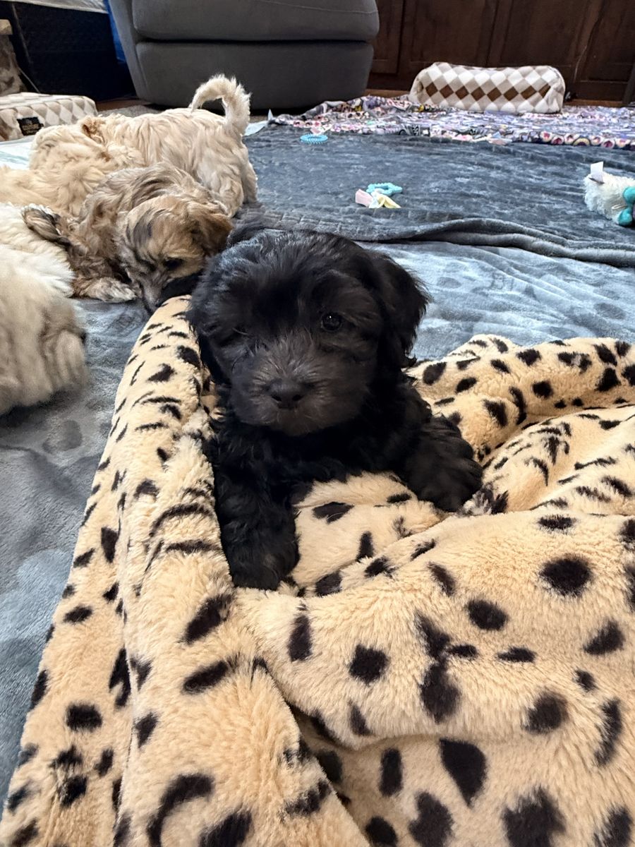 PUPPIES