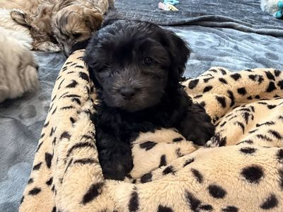 PUPPIES