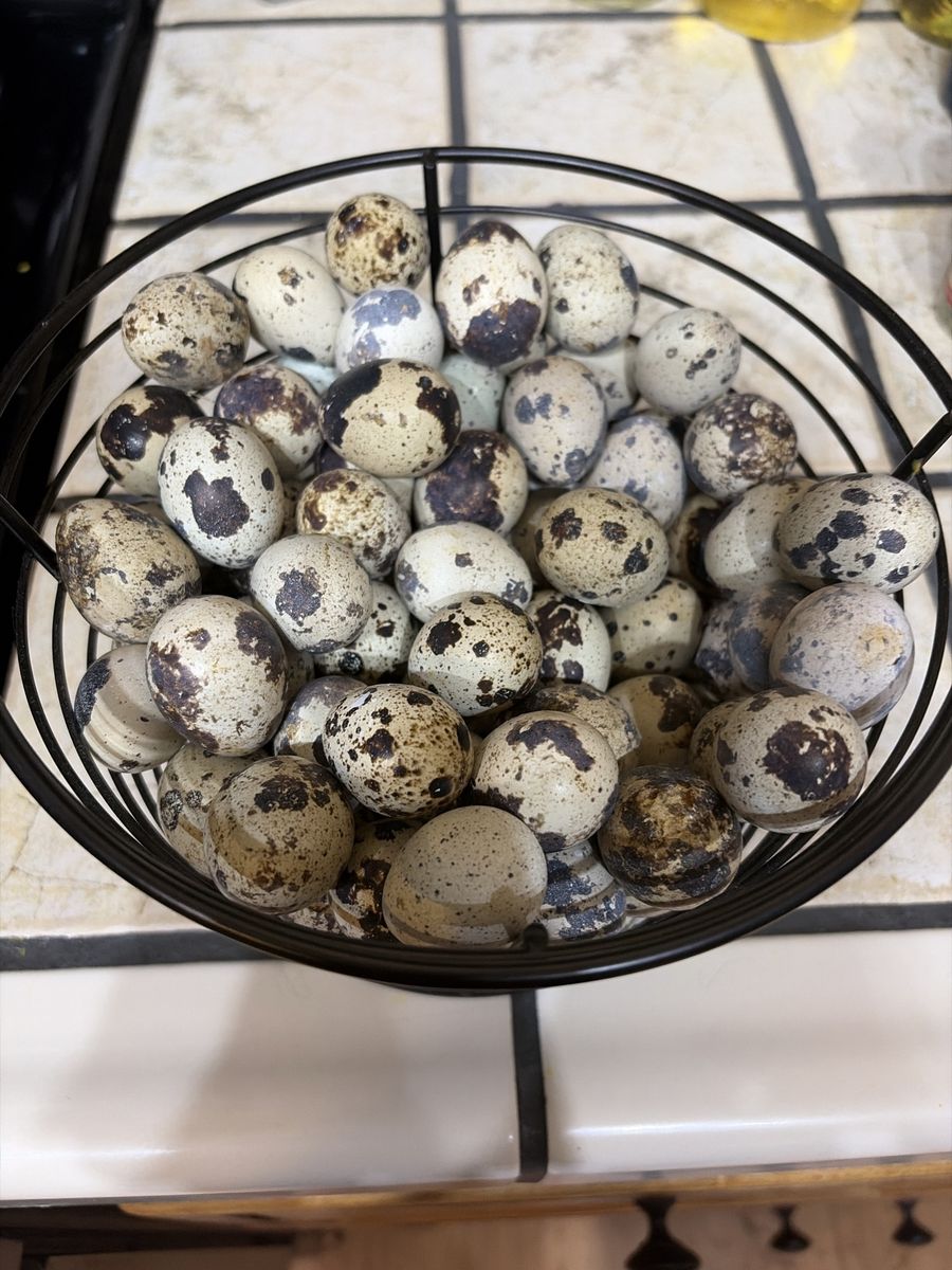 Fertilized quail eggs