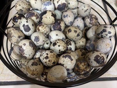 Fertilized quail eggs