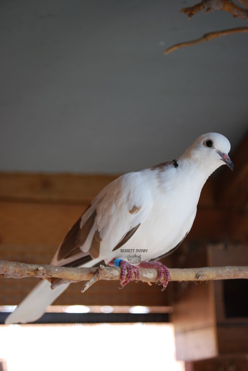 Piebald Ringneck Doves