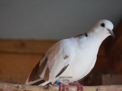 Piebald Ringneck Doves
