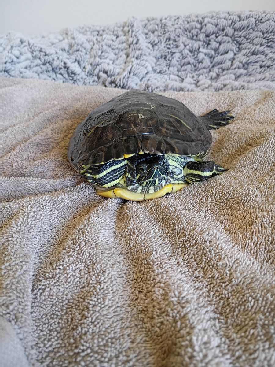 Water turtles