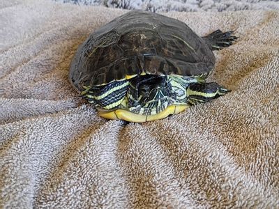 Water turtles