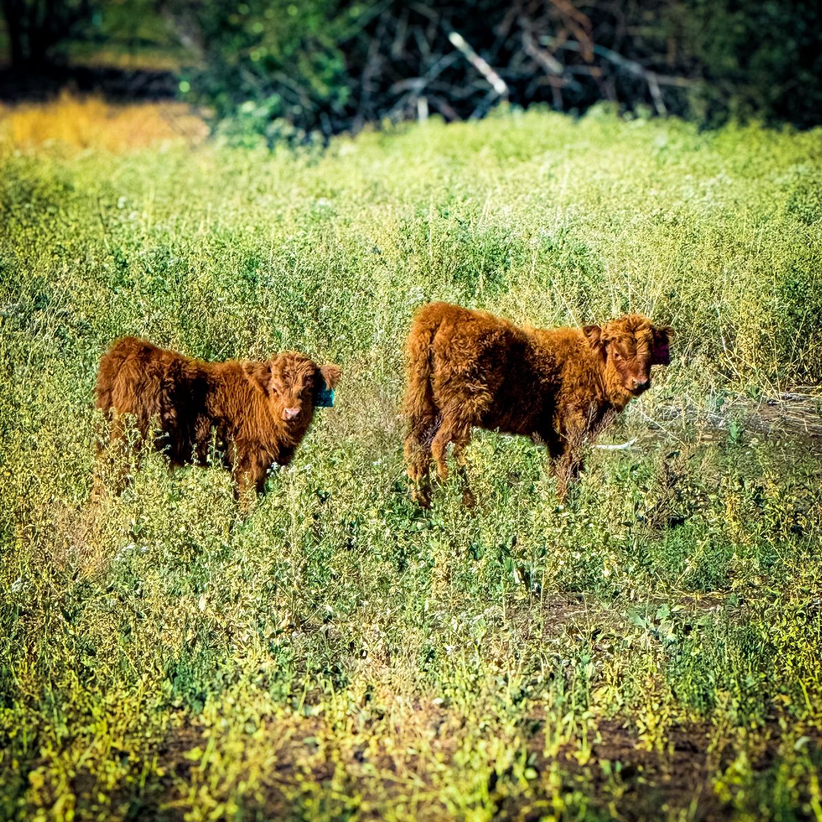 Highland Calves