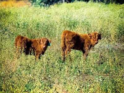 Highland Calves