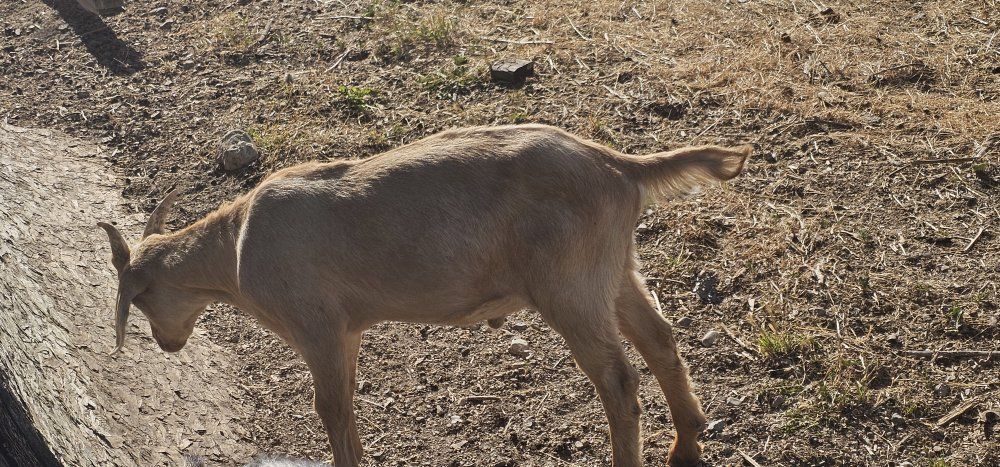 goats for sale