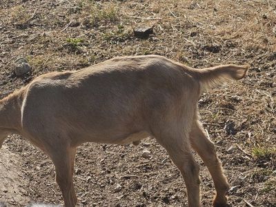 goats for sale