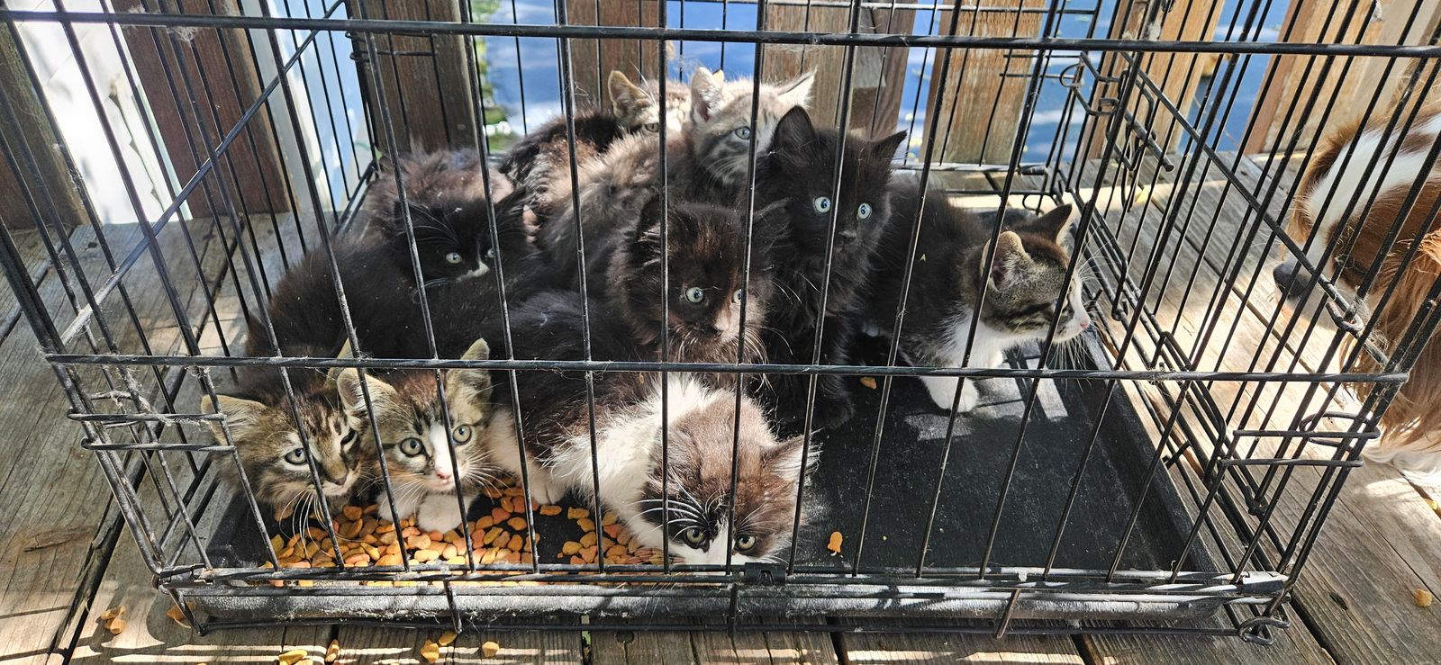 9 week old kittens